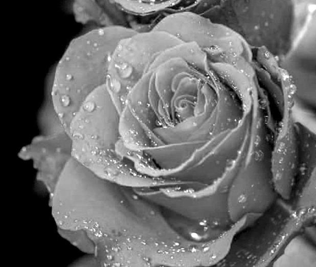 Raindrops On Roses