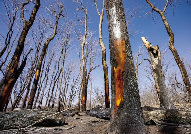 Texas Wildlife Feel the Impact of State’s Largest Wildfire