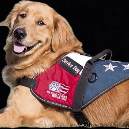 Kaufman County District Attorney’s Office Mourns The Loss Of Beloved Service Dog, Donne