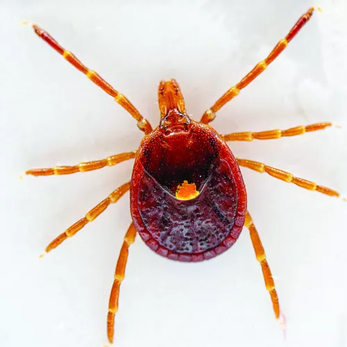 The Lone Star tick is possibly the most iconic human biting tick and is recognizable for its iridescent spot on the back of a female adult tick. (Michael Miller/Texas A&amp;M AgriLife)