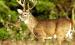 Biologists Predict Moderate Hunting Conditions Ahead