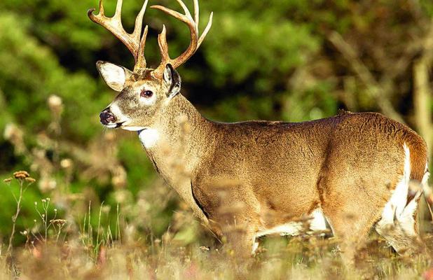 Biologists Predict Moderate Hunting Conditions Ahead