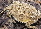 Genus PHRYNOSOMA; Family PHRYNOSOMATIDAE Grandpas called them “horny toads.”