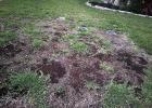 Texas Drought, Winter Took Toll on Residential Lawns, Turfgrass
