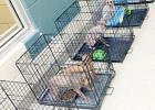 Mesquite Animal Services Rescues 111 Dogs Surrendered From One Location