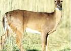 Kaufman County Deer Hunters Required to Test Harvested Game