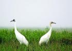 Migrating Whooping Cranes Arrive on Texas Coast