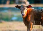 U.S. Beef Cattle Herd Smallest Since 1951