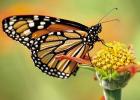 Monarch Butterflies Facing Battle Royal for Survival
