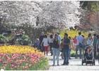Dallas Arboretum Presents Dallas Blooms: Great Contributors