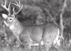 Hunters Prepare for Opening Day of Deer Season
