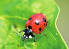 Are Ladybugs Harmful?