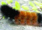 What is That Fuzzy Black Caterpillar?
