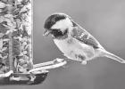 Biologists Advise Cleaning Feeders to Prevent the Spread of Diseases Among Birds