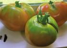 Pick Tomatoes at Color Break