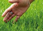 Four Tips for Easier Mowing and Keeping Lawns Lush