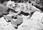 Texas Horned Lizard Hatchling Release Marks Milestone to Save State Reptile