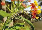 Monarch Butterflies Facing Battle Royal for Survival