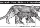 Is it a Mountain Lion or a Bobcat?