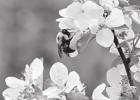 Protect Natural Bee Habitats