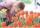 Dallas Arboretum Presents Dallas Blooms: Great Contributors