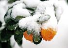 January Gardening Guide: Cold Weather Recovery and More